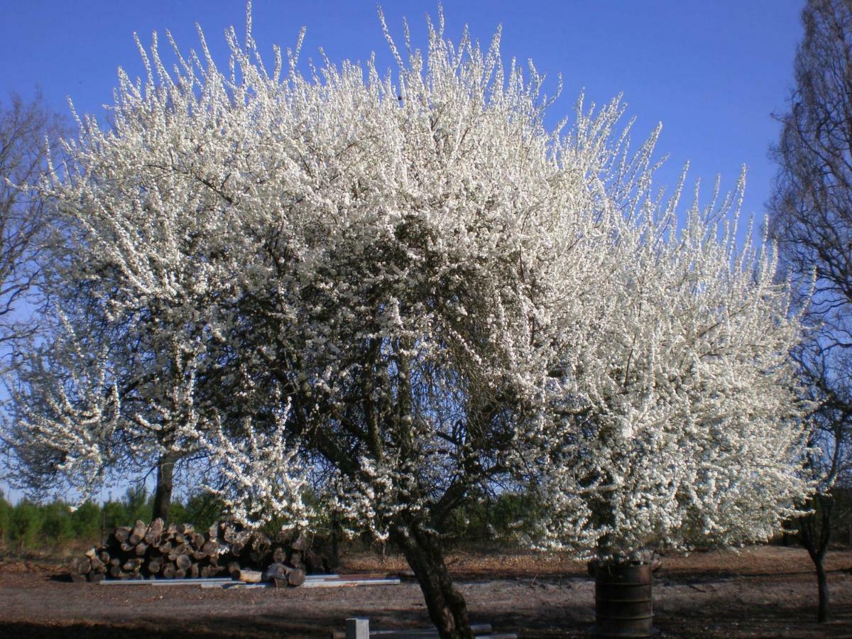 Cabane Perchee Solferino Экстерьер фото